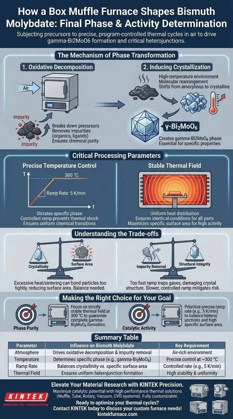 Comment un four à moufle de type boîte détermine-t-il la phase finale et l'activité du molybdate de bismuth ? Optimisez la synthèse de vos matériaux Guide Visuel