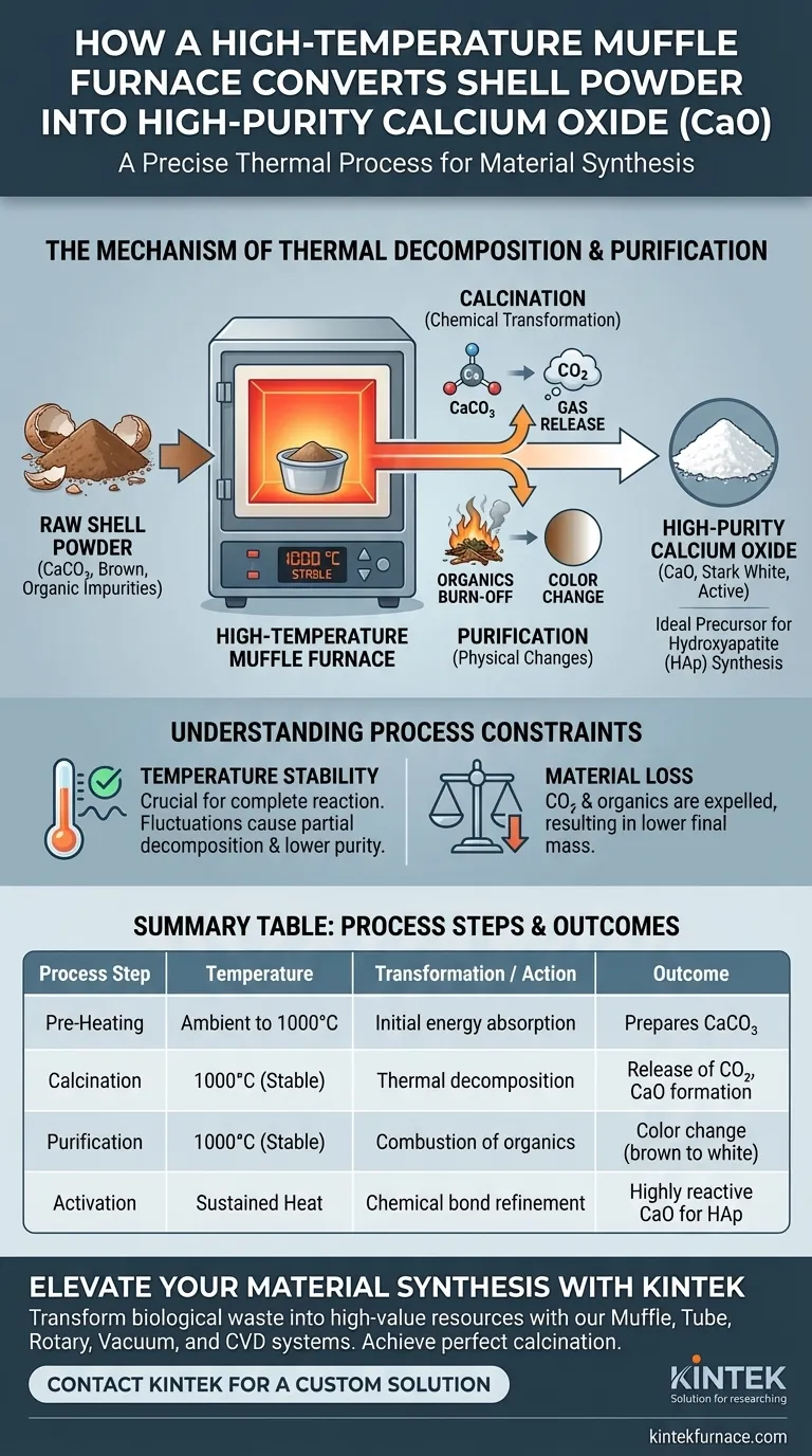 高温马弗炉如何将贝壳粉转化为CaO？通过煅烧获得高纯氧化钙 图解指南