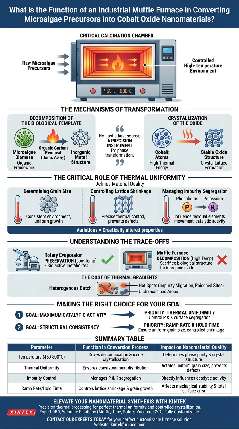 Qual è la funzione di un forno a muffola industriale nella conversione delle microalghe in nanomateriali di ossido di cobalto? Guida Visiva