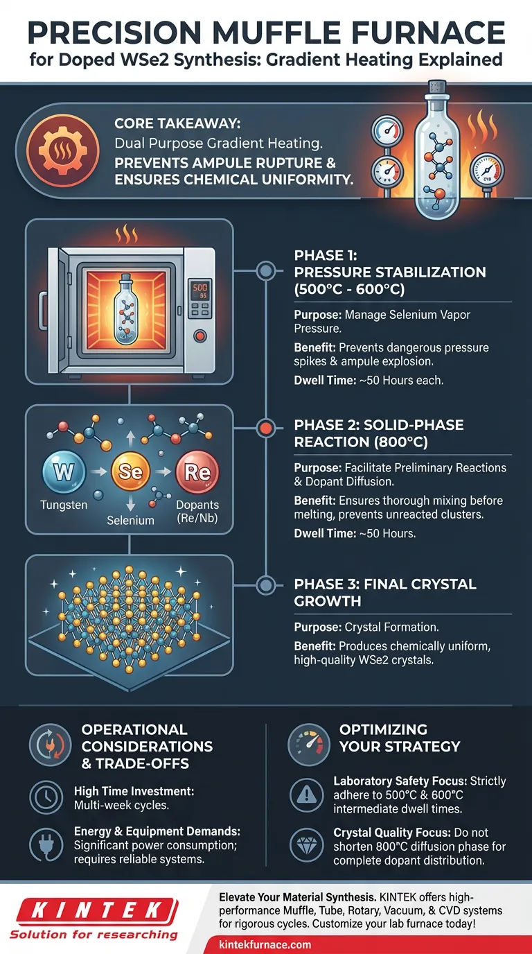 Perché viene utilizzato un forno a muffola di precisione per il riscaldamento a gradiente durante la sintesi del diseleniuro di tungsteno drogato (WSe2)? Guida Visiva
