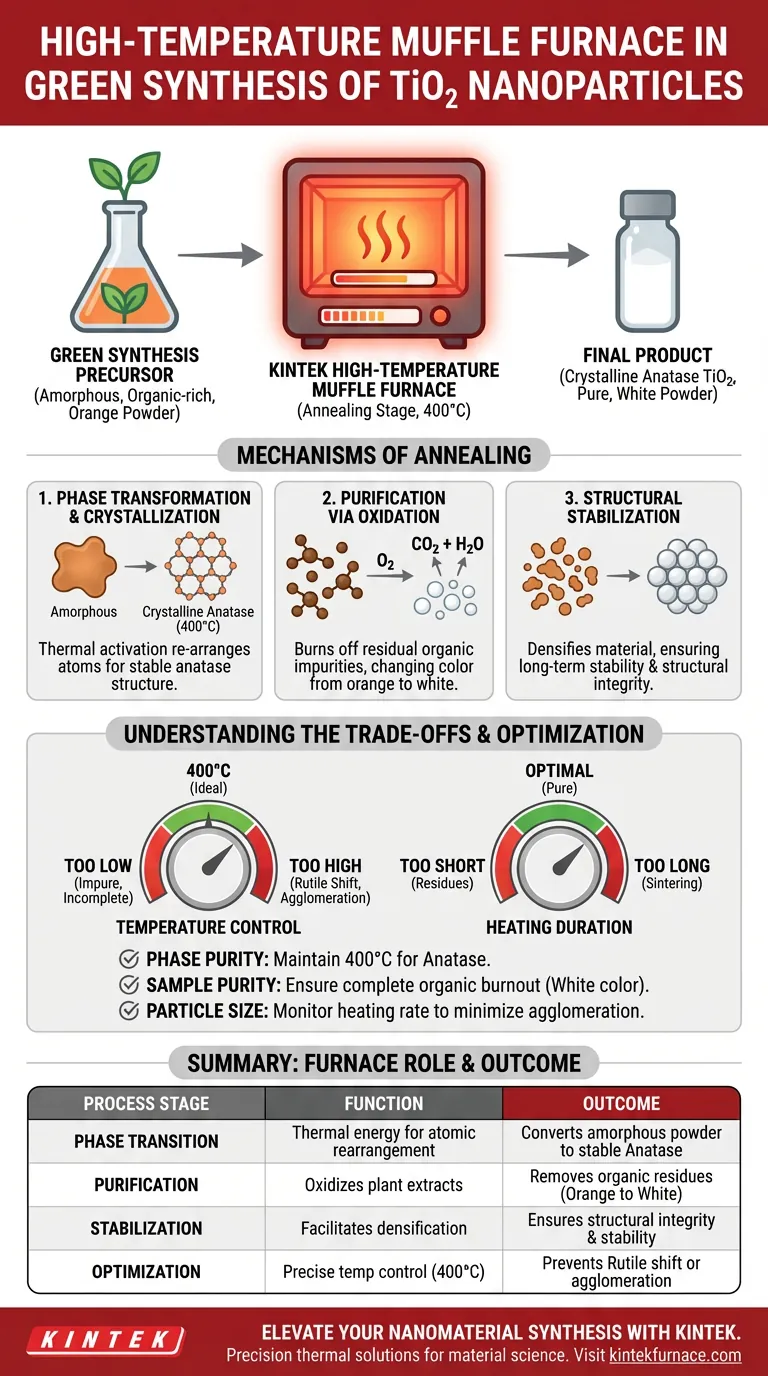 Qual o papel de um forno mufla de alta temperatura na síntese verde de TiO2? Fases Chave para Nanopartículas Puras Guia Visual