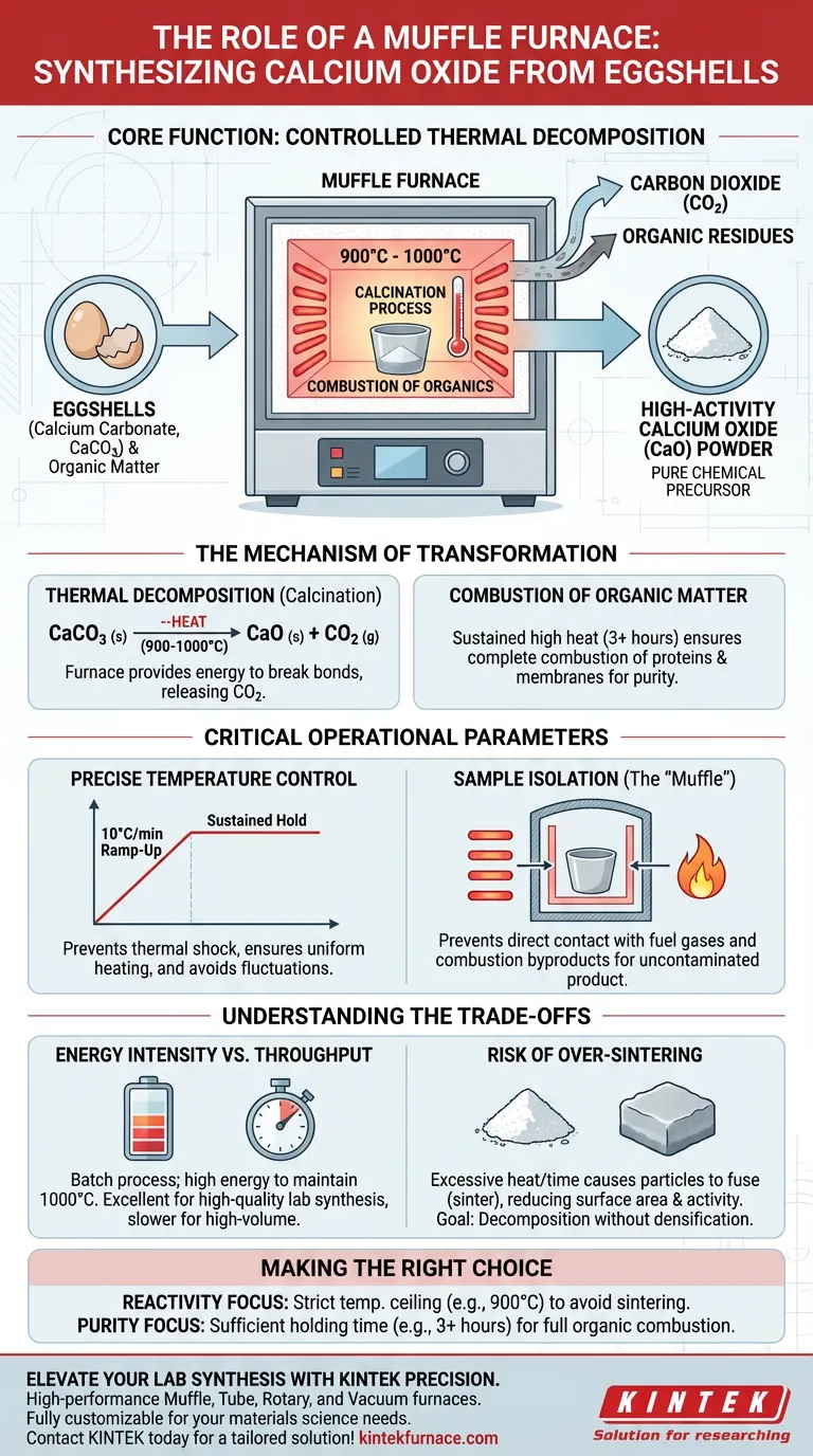 Qual é o papel central de um forno mufla na síntese de óxido de cálcio a partir de cascas de ovo? Alcançar CaO de alta pureza Guia Visual