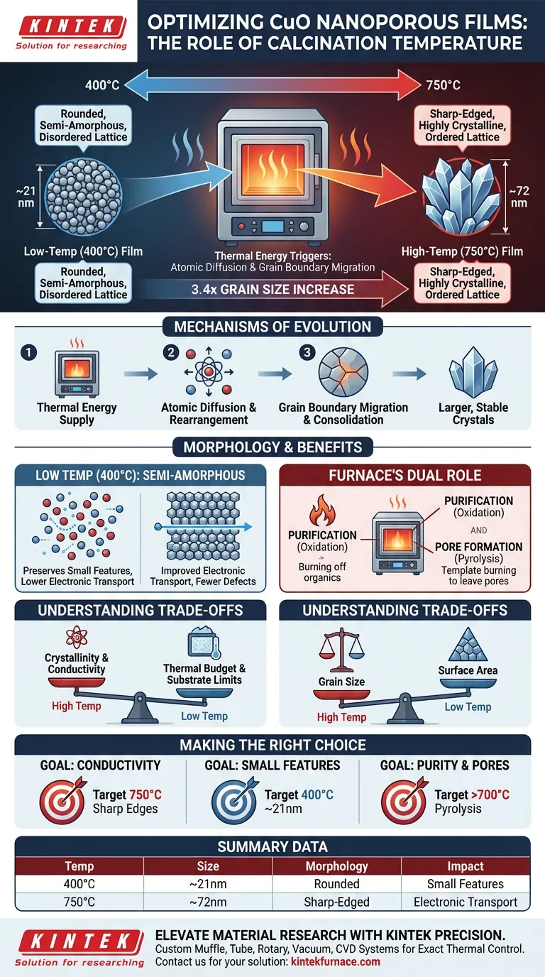 소성 온도가 CuO 입자 성장에 미치는 영향은 무엇인가요? 나노 다공성 필름의 형태와 결정성을 최적화합니다. 시각적 가이드