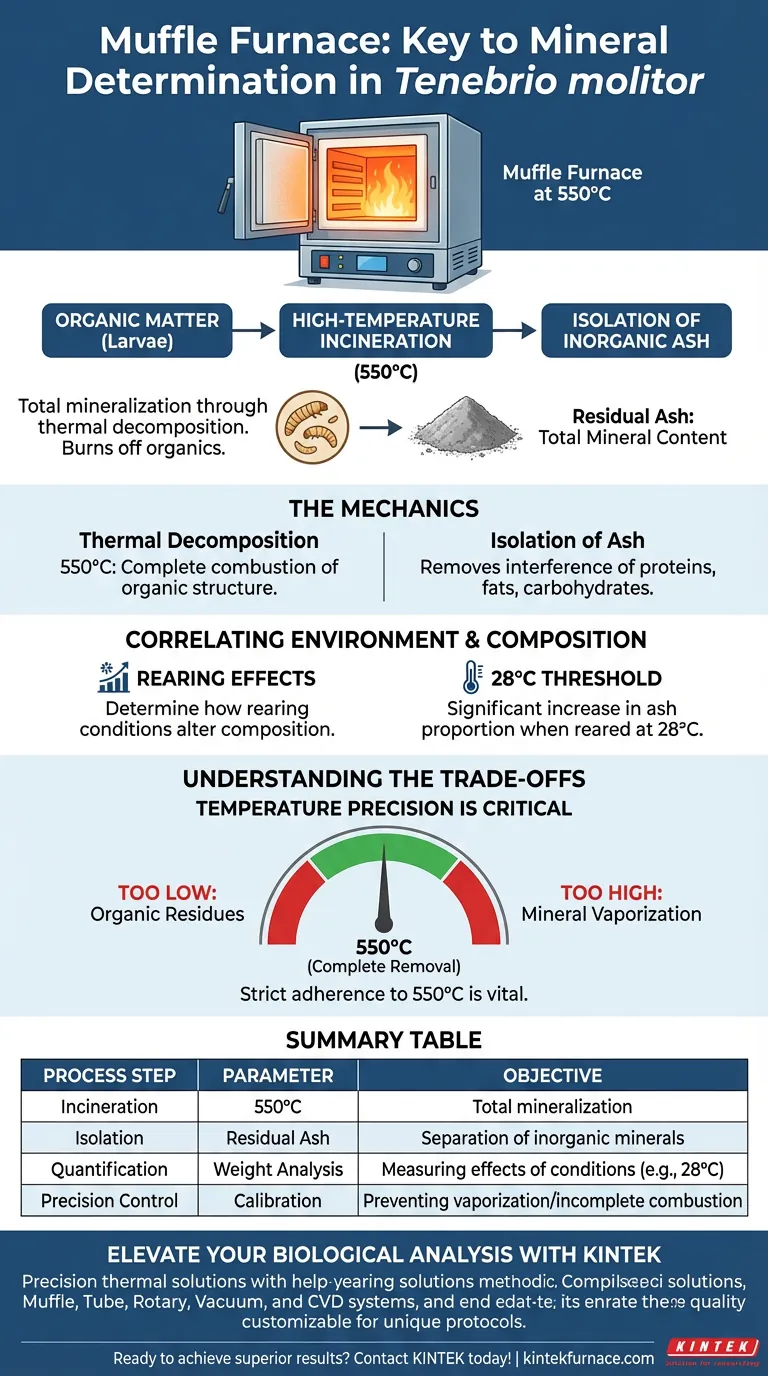 在测定黄粉虫幼虫的矿物质含量时，马弗炉执行的关键步骤是什么？ 图解指南