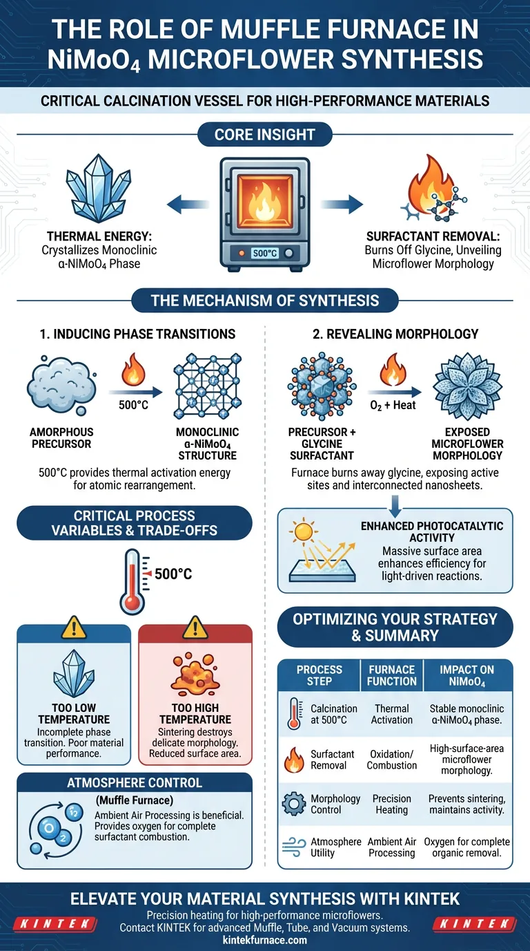 Qual papel um forno de resistência tipo caixa de alta temperatura desempenha na síntese de microflores de NiMoO4? Guia Visual